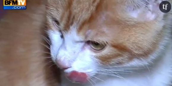 Oscar : le chaton victime de Farid Ghilas de la Morlette n'est plus en danger de mort (vidéo)