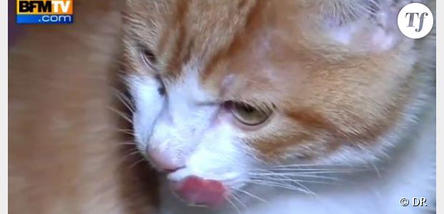 Oscar : le chaton victime de Farid Ghilas de la Morlette n'est plus en danger de mort (vidéo)