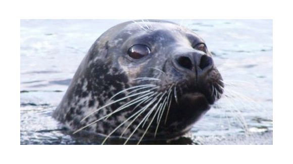 Insolite : un phoque aperçu dans la Loire pour la troisième année de suite