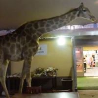 YouTube : une girafe se balade dans un restaurant (Vidéo)