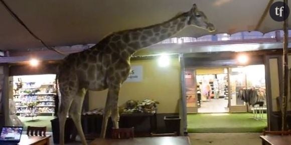 YouTube : une girafe se balade dans un restaurant (Vidéo)