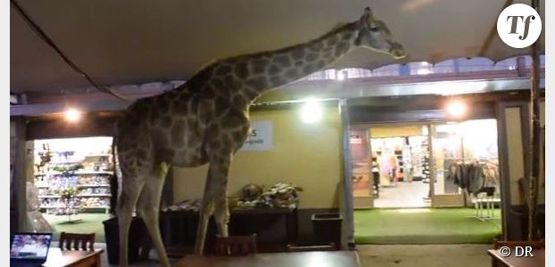 YouTube : une girafe se balade dans un restaurant (Vidéo)