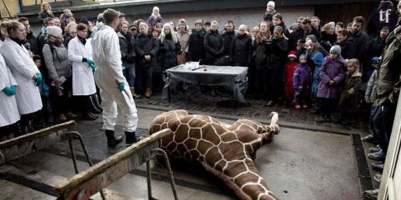 Un girafon exécuté au zoo de Copenhague fait scandale