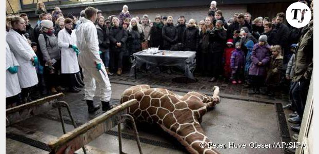 Un girafon exécuté au zoo de Copenhague fait scandale