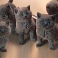 McVitie’s : d’adorables publicités qui vont vous faire fondre