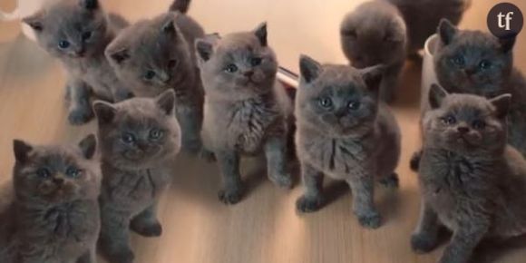 McVitie’s : d’adorables publicités qui vont vous faire fondre