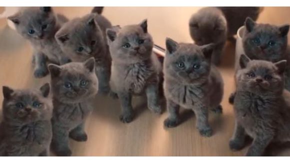 McVitie’s : d’adorables publicités qui vont vous faire fondre