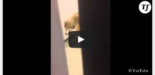 Sotchi 2014 : un loup se balade dans un hôtel du village olympique