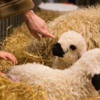 Pour Hollande, les animaux doivent rester des biens meubles