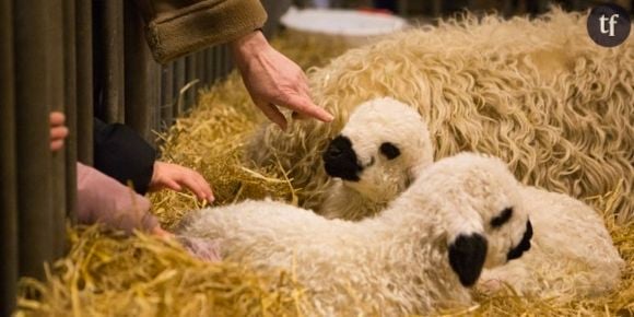 Pour Hollande, les animaux doivent rester des biens meubles