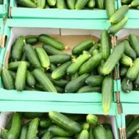 Bactérie tueuse : Bruxelles débloque 150 millions d'euros