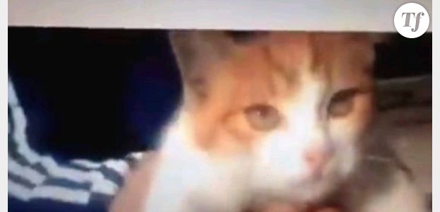 Cruauté animale : 18 semaines de prison pour avoir tué un chat à coups de pieds