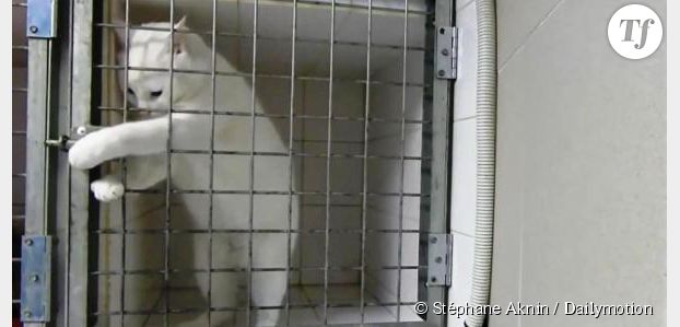 Chamallow : le chat roi de l'évasion à Marseille