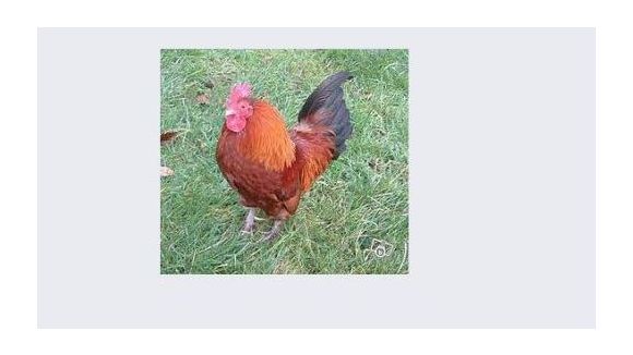 Le Bon Coin : une annonce hilarante pour une « coq » d’iPhone