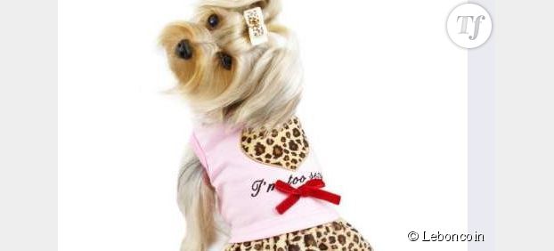 Le Bon Coin : une robe sexy pour chien à vendre