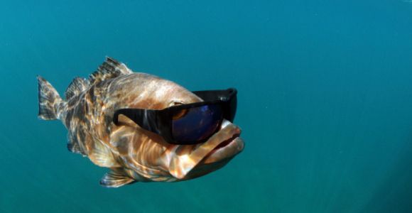 Poisson d'avril : origine de la traditionnelle blague du 1er avril 