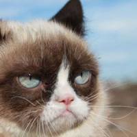 Grumpy Cat, nouvelle star de Vogue US