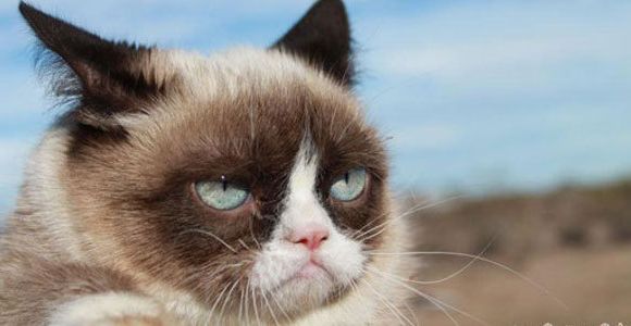 Grumpy Cat, nouvelle star de Vogue US