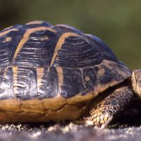 Journée Internationale de la Lenteur : plus tendance que la Fête de la musique 
