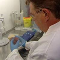 E.coli : Jardiland confirme que les graines germées proviennent d’Italie