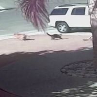 Un chat joue le chien de garde pour défendre un enfant - vidéo