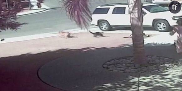 Un chat joue le chien de garde pour défendre un enfant - vidéo