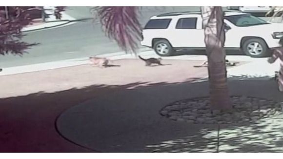 Un chat joue le chien de garde pour défendre un enfant - vidéo