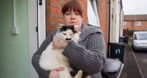 Un chat torturé et laissé pour mort car il ressemblait à Hitler - en vidéo