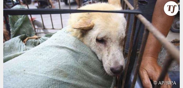Chine: le festival annuel de la viande de chien maintenu, malgré des protestations