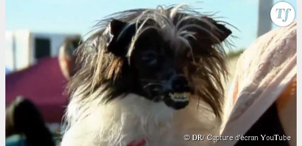 Peanut : découvrez le chien le plus moche du monde