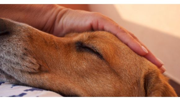 A Tokyo, les très vieux toutous vont avoir leur maison de retraite