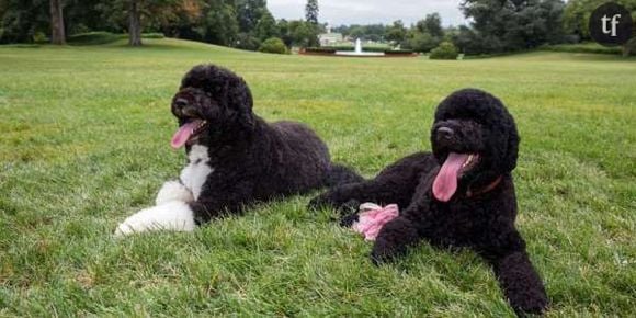 Les chats et chiens noirs victimes de discrimination ?