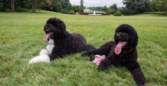 Les chats et chiens noirs victimes de discrimination ? 