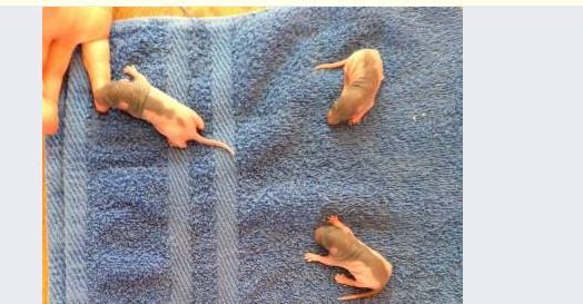 LeBonCoin : annonce trop mignonne (et drôle) pour des ratons