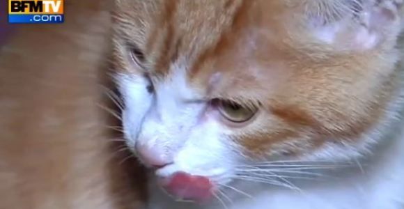 Secret Story 2014 : pétition contre la présence du chat Oscar 