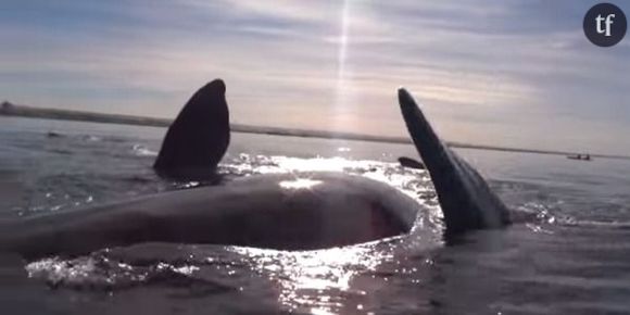 Une baleine s'amuse à soulever des kayakistes en pleine balade – vidéo