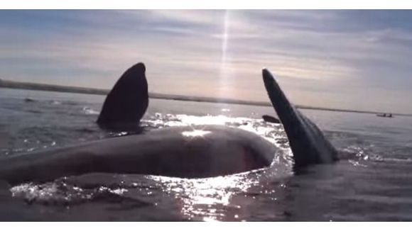 Une baleine s'amuse à soulever des kayakistes en pleine balade – vidéo