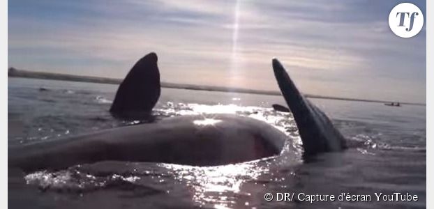 Une baleine s'amuse à soulever des kayakistes en pleine balade – vidéo