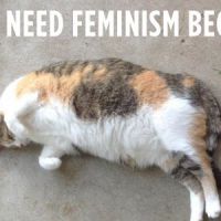 Confused Cats Against Feminism : quand les chats ridiculisent les anti-féministes