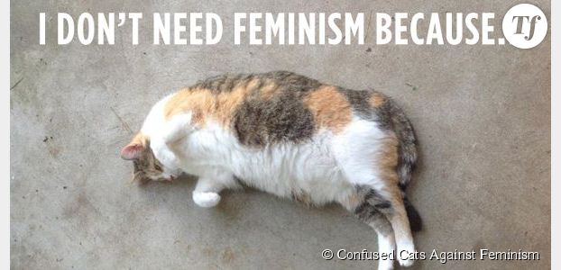 Confused Cats Against Feminism : quand les chats ridiculisent les anti-féministes