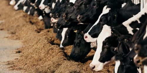 Manger trop de viande, un mauvais choix pour la planète