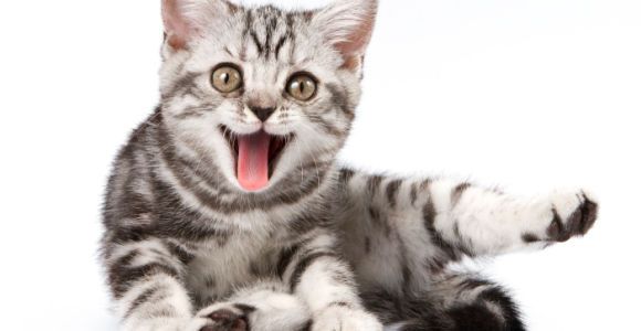 La masturbation agressive d’un ado provoque l’euthanasie de son chat