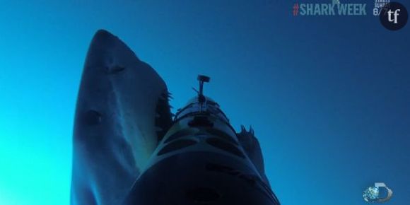 L’attaque de ce requin blanc va vous faire faire des cauchemars - vidéo