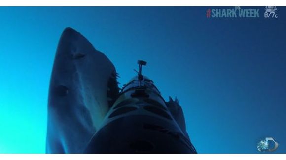 L’attaque de ce requin blanc va vous faire faire des cauchemars - vidéo
