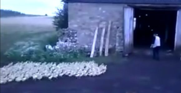 Ce fermier Russe sait comment s’y prendre pour mettre ses canards en ordre de marche - vidéo