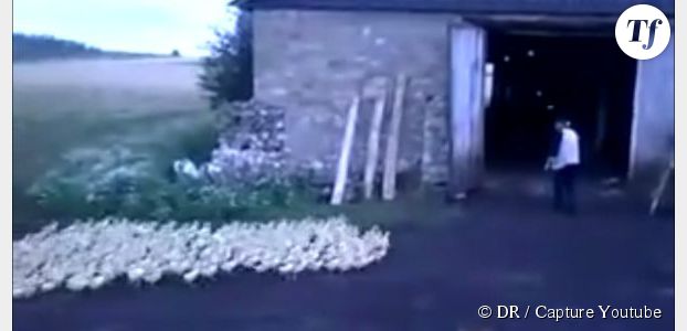 Ce fermier Russe sait comment s’y prendre pour mettre ses canards en ordre de marche - vidéo