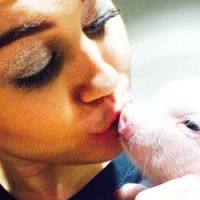 Miley Cyrus a adopté un cochon