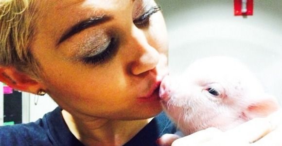 Miley Cyrus a adopté un cochon