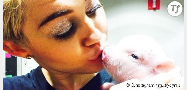 Miley Cyrus a adopté un cochon