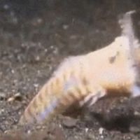 Ce ver de terre est vraiment terrifiant ! - vidéos